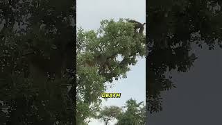 His Calm Beat The Lions#baboon #lion #animals