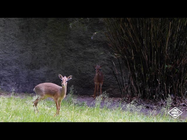 Video Pronunciation of dik-dik in English Video Pronunciation of dik-dik in English
