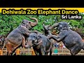 Elephants Dance At Dehiwala National Zoo Sri Lanka Elephants Video Srilanka Sinhala Animals