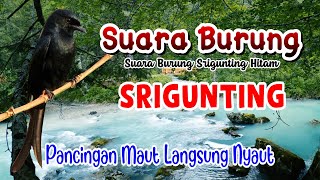Download lagu Suara Burung Srigunting Hitam | Pancingan Maut Langsung Nyaut mp3