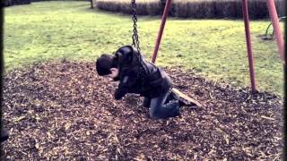 The Cowley Project - Crazy In My Head