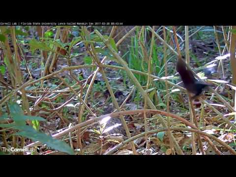 Male Manakins Trade Back-and-forth Displays – Mar. 20, 2017