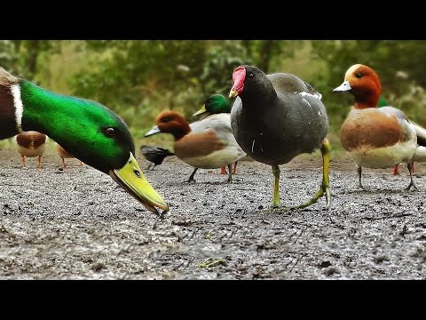 Ducks Quacking : Featuring Mallard Duck, Wigeon, Moorhen, Rook and Mute Swan