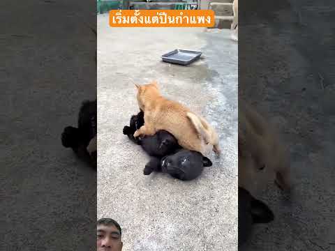 เกิดมาเพื่อเป็นจ่าฝูง #pets #animals #goldenretreivers #retreiver #mypug #doglife #goldenretreiver