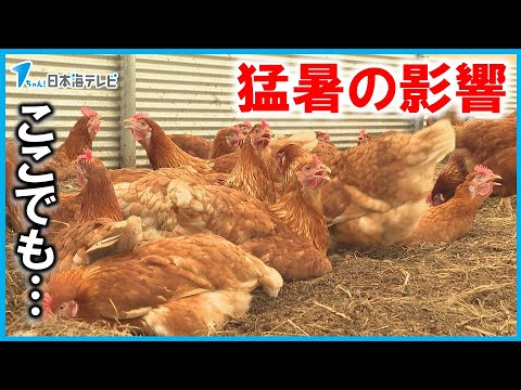 ペパーミントのエッセンシャルオイルは、ネズミやネズミが鶏の種を食べないように鶏舎に近づかないようにします。