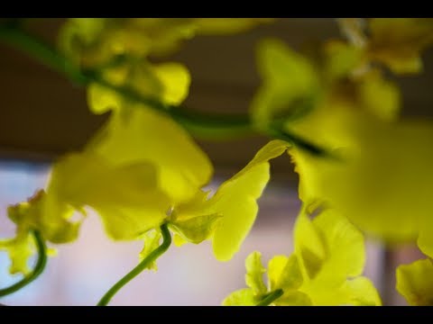 Transferring Oncidium Sweet Sugar 'Lemon Drop' into a Semi Hydro setup