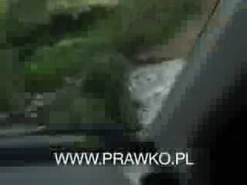 Tak się zdaje prawko