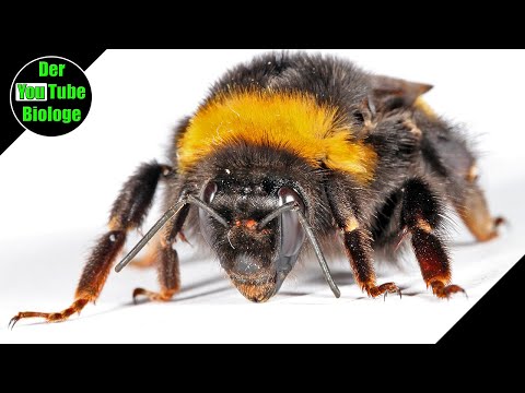 Können Hummeln stechen?