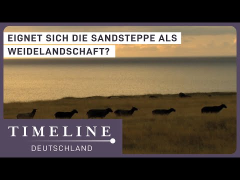Viehzucht in der Sandsteppe? | Schweden Doku