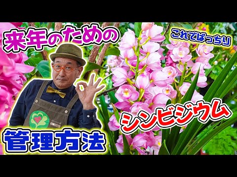 園芸 シーバックソーン、成長のヒント