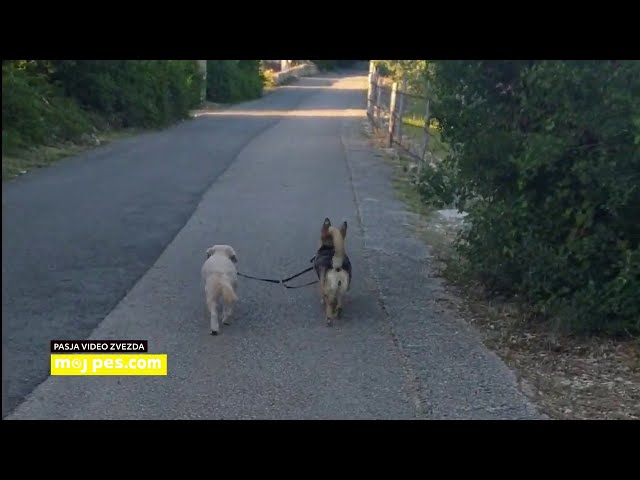 Neli – Video natečaj 2020 – Revija Moj Pes #Neli #MojPes