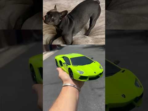 WHEN THE LITTLE LAMBORGHINI COMES TO LIFE 😳  French bulldog reaction - #shorts