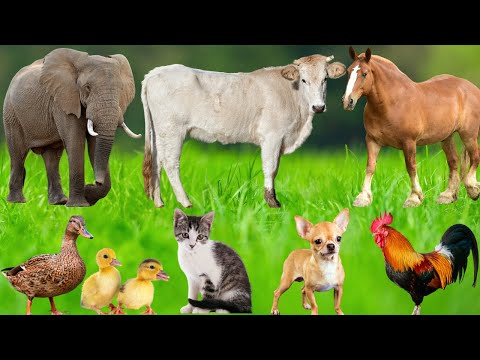 Farm Animal Food: Horse, Cow, Sheep, Dog, Pig, Cat, Hippopotamus, Turtle – Learning About Animals