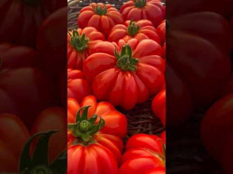 The Best Tomato Variety! 🍅👀 #gardening #tomatoes #vegetablegarden