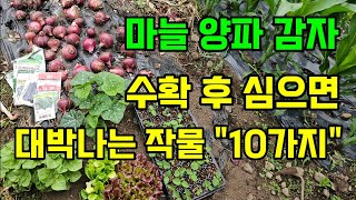 마늘.양파.감자 수확한 자리에 바로 심는 추천작물 "10가지" 수확도 빠르고 빨리자라요 #6월에심는작물 #텃…
