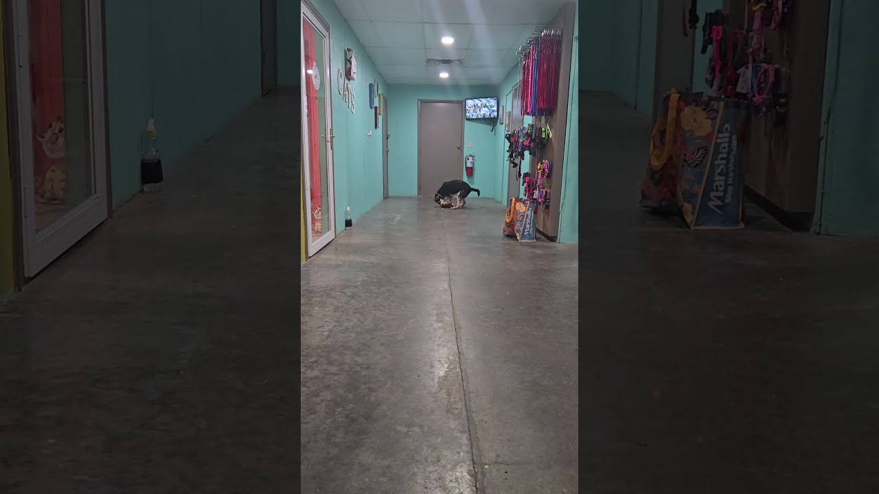 Enlarge Bobby Sue, a Adoptable Mixed Breed in Point Pleasant, WV video 3/3