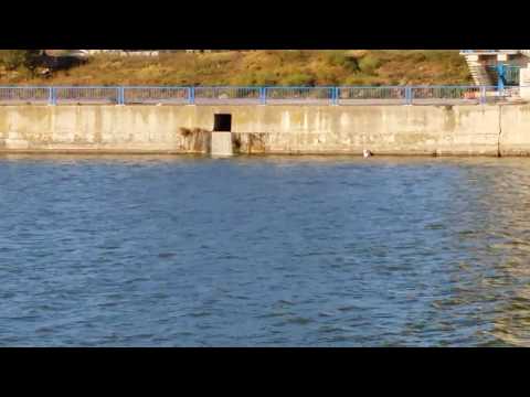 RAJA Medgidia duminica da lapte gratis...