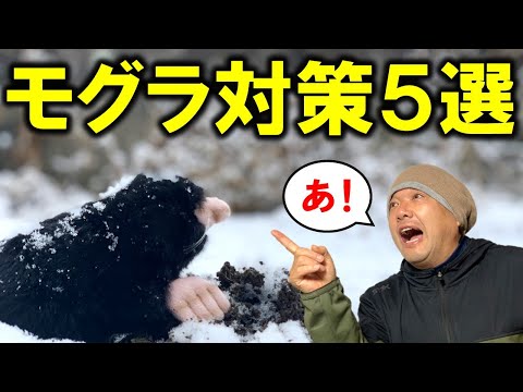 ニワトコアンチモグラ植物 2023