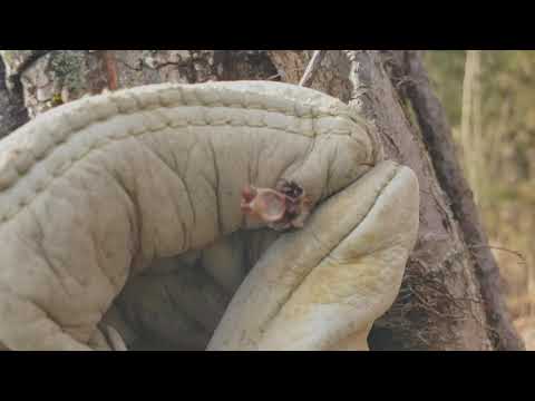 How to tell Poison Ivy from Virginia Creeper in Winter - Plant ID in Winter