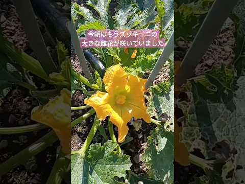 ズッキーニが大きくならないのはなぜですか? 6つの原因とその解決策をご紹介します！  庭園