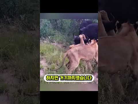 사자 10마리가 사망률 99% 물소를 버린 이유