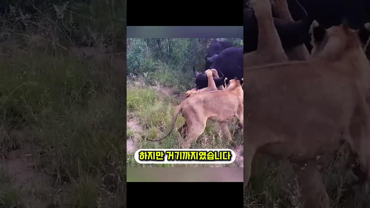 사자 10마리가 사망률 99% 물소를 버린 이유