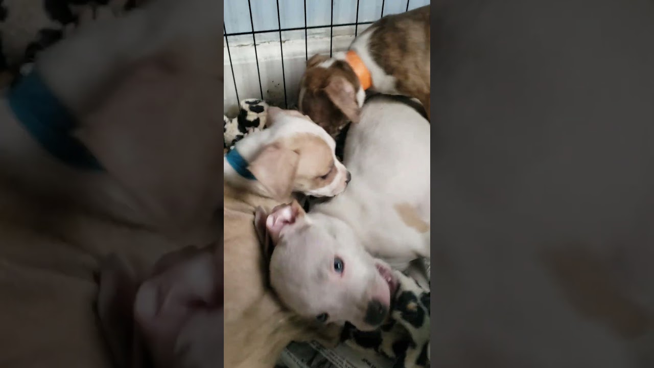 Brie, a ADOPTABLE mixed breed in Detroit, MI video 3/6