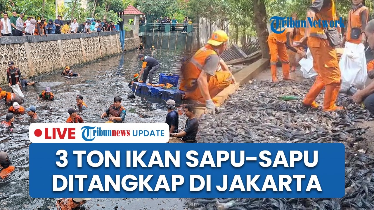 LIVE: Penangkapan Ikan Sapu-sapu Serentak di Jakarta, 3 Ton Terjaring hingga Dikubur Massal