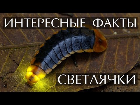 Светлячки - интересные факты