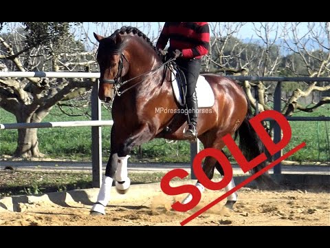 *SOLD* #MP213 | PRE Stallion 2014 - Approx 1.74 m