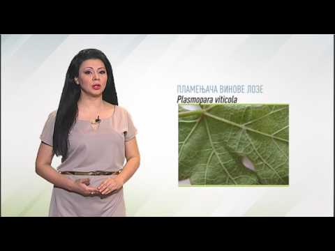 Zelena prognoza, 24.5.2016. - O stanju u zasadima vinove loze