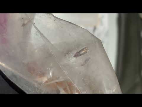 Massive Indian Meal Moth Infestation in the Cabinets in Jackson, NJ