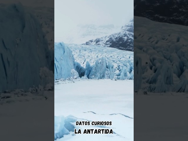 Vídeo relacionado con Libro para niños sobre animales del Ártico y la Antártida: Aprende algunos datos divertidos sobre los animales del mundo congelado