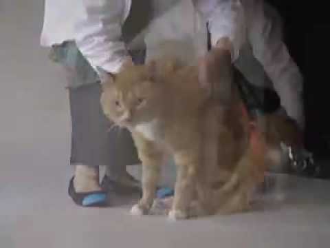 Boris the Cat Walks Again