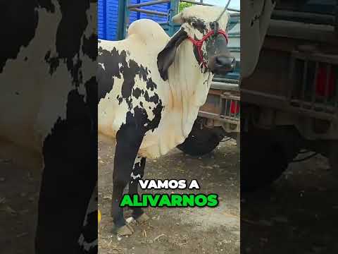 Toro Sardo Negro $30,000 Pesos Mexicanos $1500 Dólares #caballos #becerros