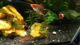 "Around The World" Update On My Fish Room (2/13/24)