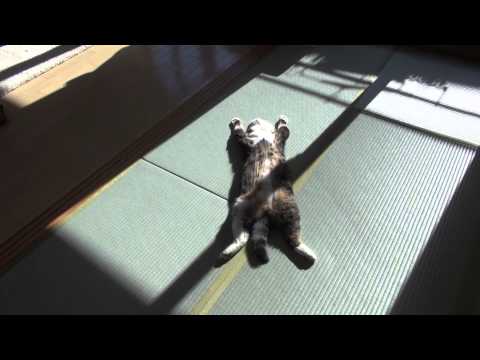 AnkhRa’s Video 102988745521 Sxdmq41kWOE