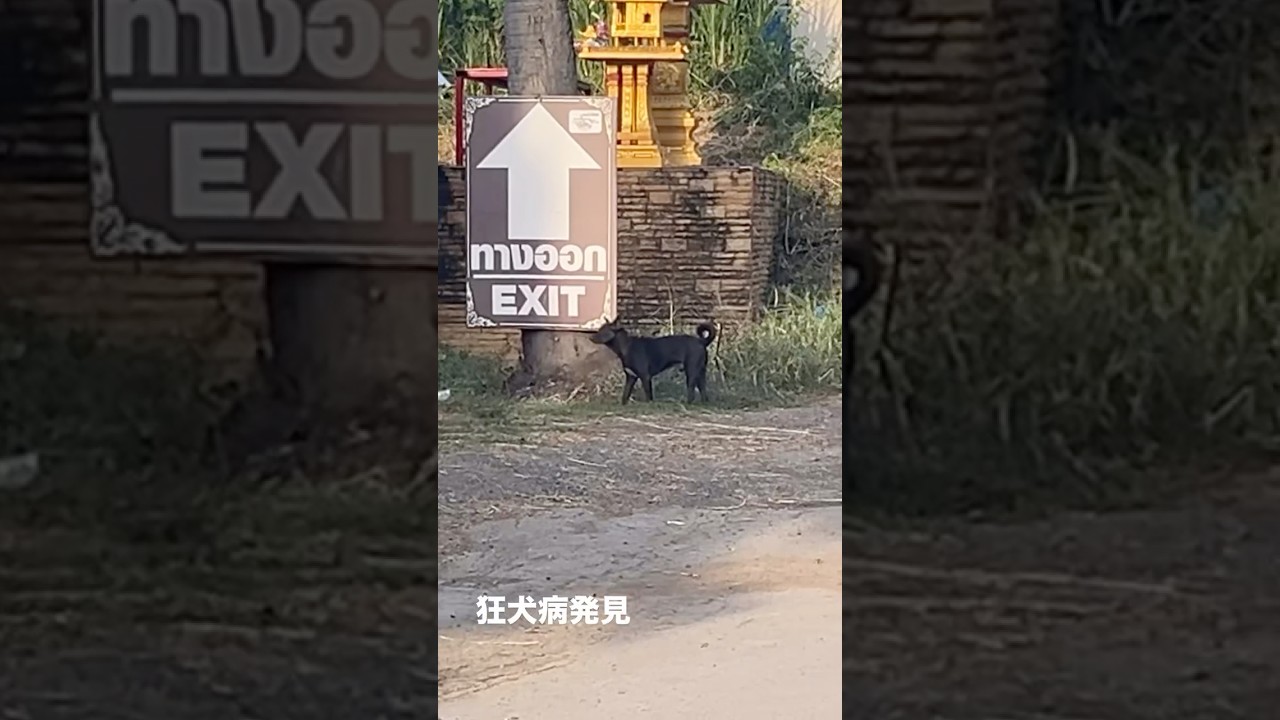 【タイのワンさん🐶】海外の犬は危険です。wild dog is dangerous in Thailand. #こんにちは #ワンさん #野犬 #犬 #タイ  #wilddog #thailand