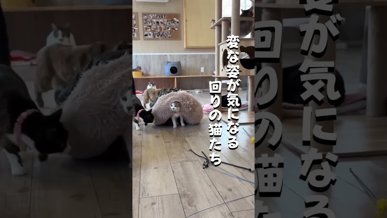 どうしてそうなった？？