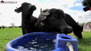 Release the Cattle! !! Their First Wild Run on Spring Grass – Diepenveen 4 April 2026