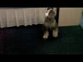 AFV Americas Funniest Home Videos