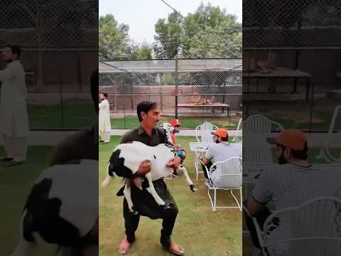 Episode 61:Lion trying to eat goat 😱😱😱😱🦁🦁🚨🚨🚨