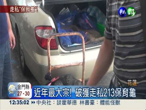 近年最大宗! 破獲走私213保育龜