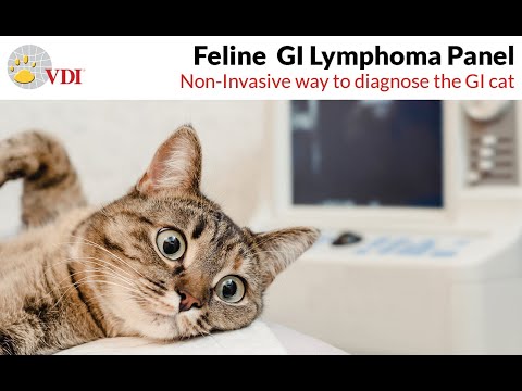 Feline GI Lymphoma Panel from VDI Laboratory