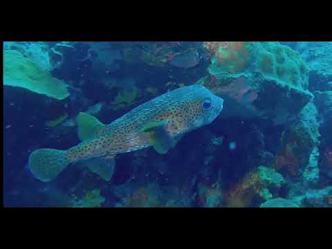 17 Odd-Shaped Swimmers B - scuba diving video