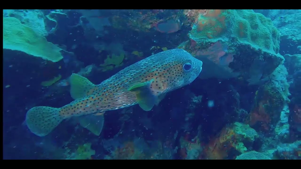 Caribbean Eel videos, genus and species.