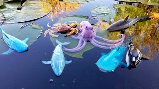 Finding Dory Wind Up Toys Lagoon Nemo Learn Learning Names of Sea Animals Shark Video Kids Children