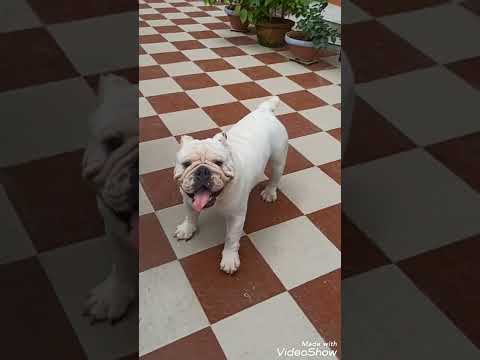 MORNING PLAY #kuhu's kennel #dogue_de_bordeaux_from_kolkata