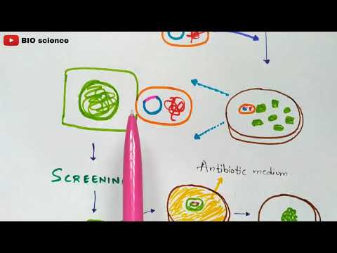 Plant tissue culture technique Step by step process Procedure Bio science
