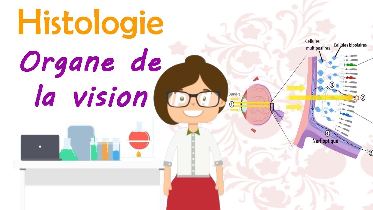 Histologie | l'Organe de la vision ( histlogie de l'oeil ) cours de 2 ème année médecine